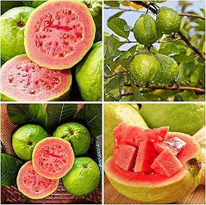 Guava seeds for planting Psidium guajava