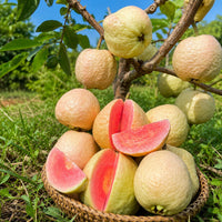 Tropical Strawberry Guava Seeds for Garden Planting