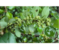 Commiphora wightii (Guggul) Seeds – Evergreen Ornamental Tree for Gardens & Containers