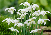 White Galanthus Flower seeds for Planting Garden Favorite Heirloom & GMO Free Seeds for Home Garden 
 
 Sale