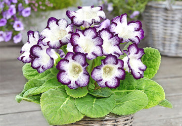 White Black Gloxinia Flower seeds for Planting Easy to Grow Heirloom & GMO Free Seeds for Home Garden
 
 Sale