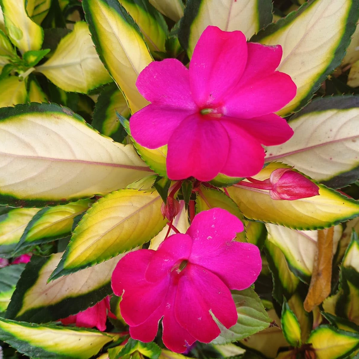 Colorful Guinea Impatiens Flowers Growing in Garden