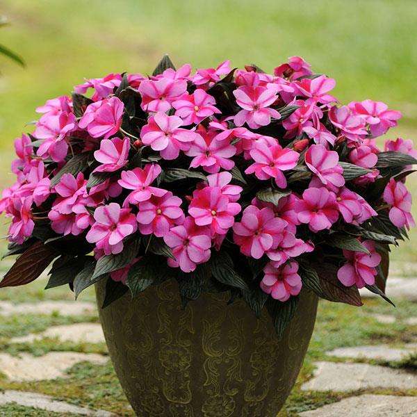 Guinea Impatiens Flower Seeds for Planting