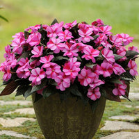 Guinea Impatiens Flower Seeds for Planting