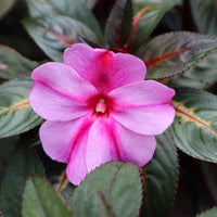Guinea Impatiens Ornamental Flower Plant