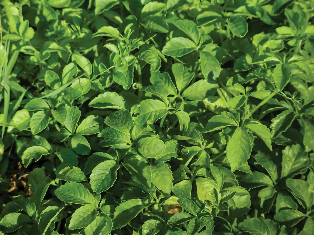 Premium Gynostemma Pentaphyllum seeds suitable for pots, trellises, and outdoor planting