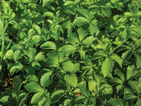 Premium Gynostemma Pentaphyllum seeds suitable for pots, trellises, and outdoor planting