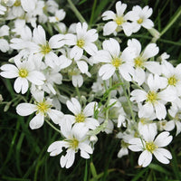 Gypsophila White Flower Seeds for Planting - Perfect for Beautiful Bouquets