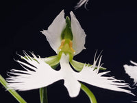 Dove Orchid Flower seeds for Planting - Compact Growth, Heirloom & GMO Free Seeds for Home Garden