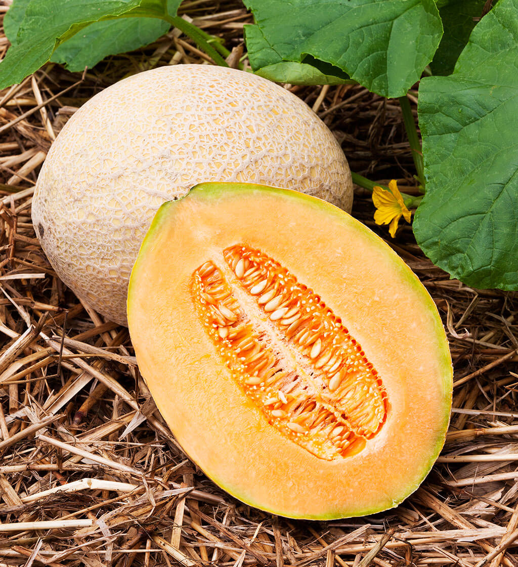 Hales Best Jumbo Cantaloupe Melon Seeds Heirloom Vegetable for Home Garden Planting