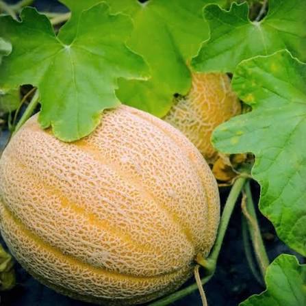 Hales Best Jumbo cantaloupe melon seeds for home garden planting