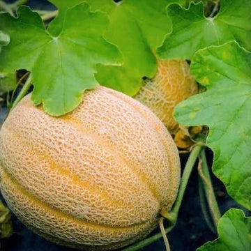 Hales Best Jumbo cantaloupe melon seeds for home garden planting