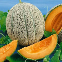 Heirloom Hales Best Jumbo cantaloupe vines growing in a garden