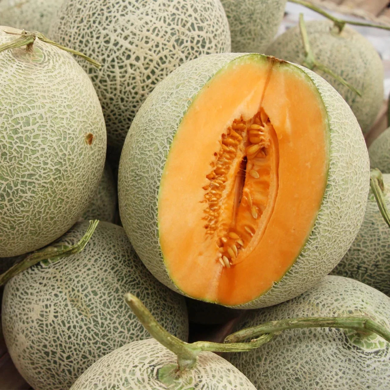Hales Best Jumbo Cantaloupe Melons Growing on Vines