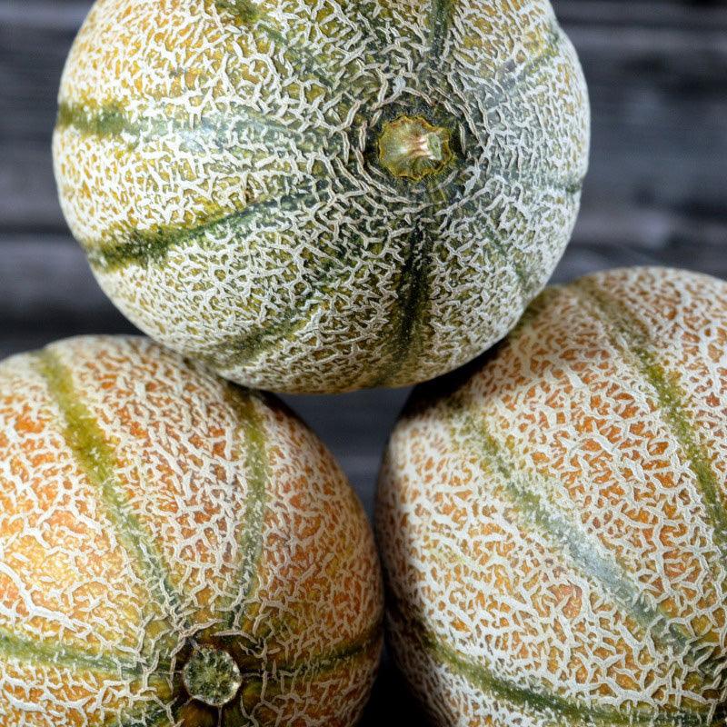 Hales Best Jumbo cantaloupe melons growing on garden vines