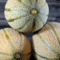 Hales Best Jumbo cantaloupe melons growing on garden vines