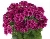 Hanging Purple Geranium Plants for Baskets and Containers