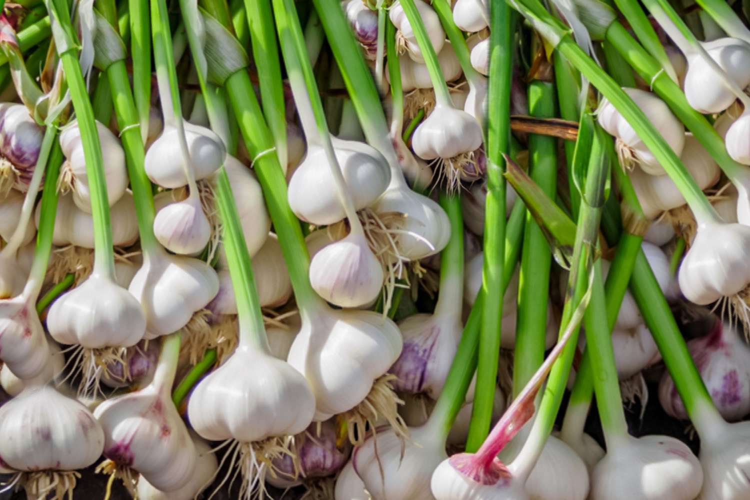 Garlic Bulb Planting Seeds – Home Garden Garlic for Vegetable Growing