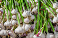 Garlic Bulb Planting Seeds – Home Garden Garlic for Vegetable Growing