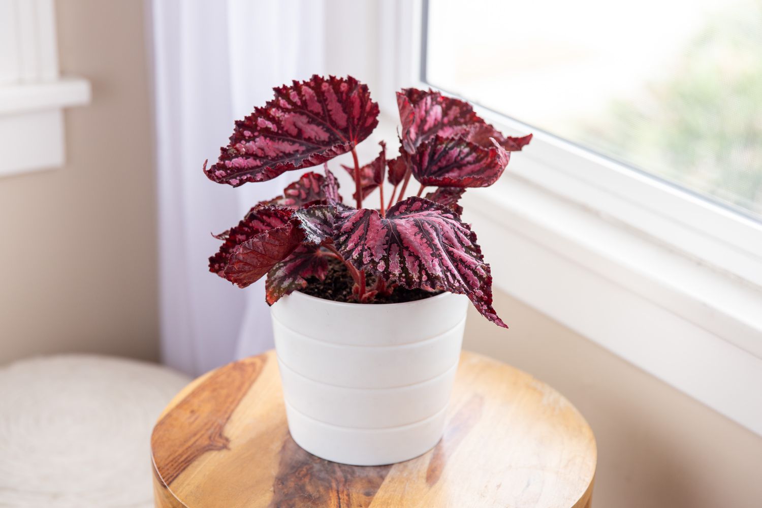 Hardy Begonia Rex Talee Seeds for Planting