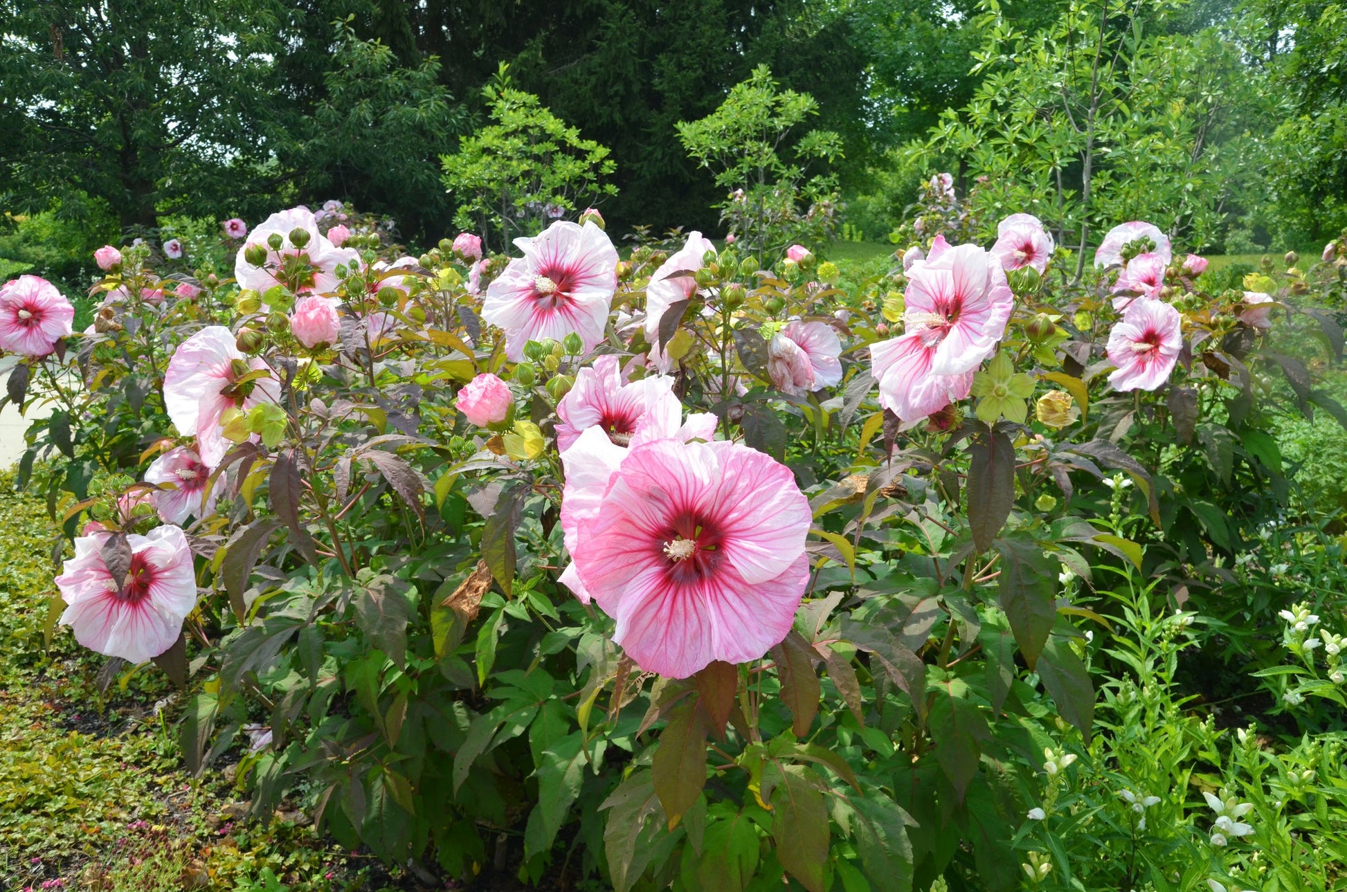 Perennial hibiscus plant with colorful flowers in a garden