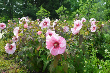 Perennial hibiscus plant with colorful flowers in a garden
