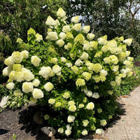 Limelight Hydrangea flowering shrub growing in landscape borders with seasonal blooms.