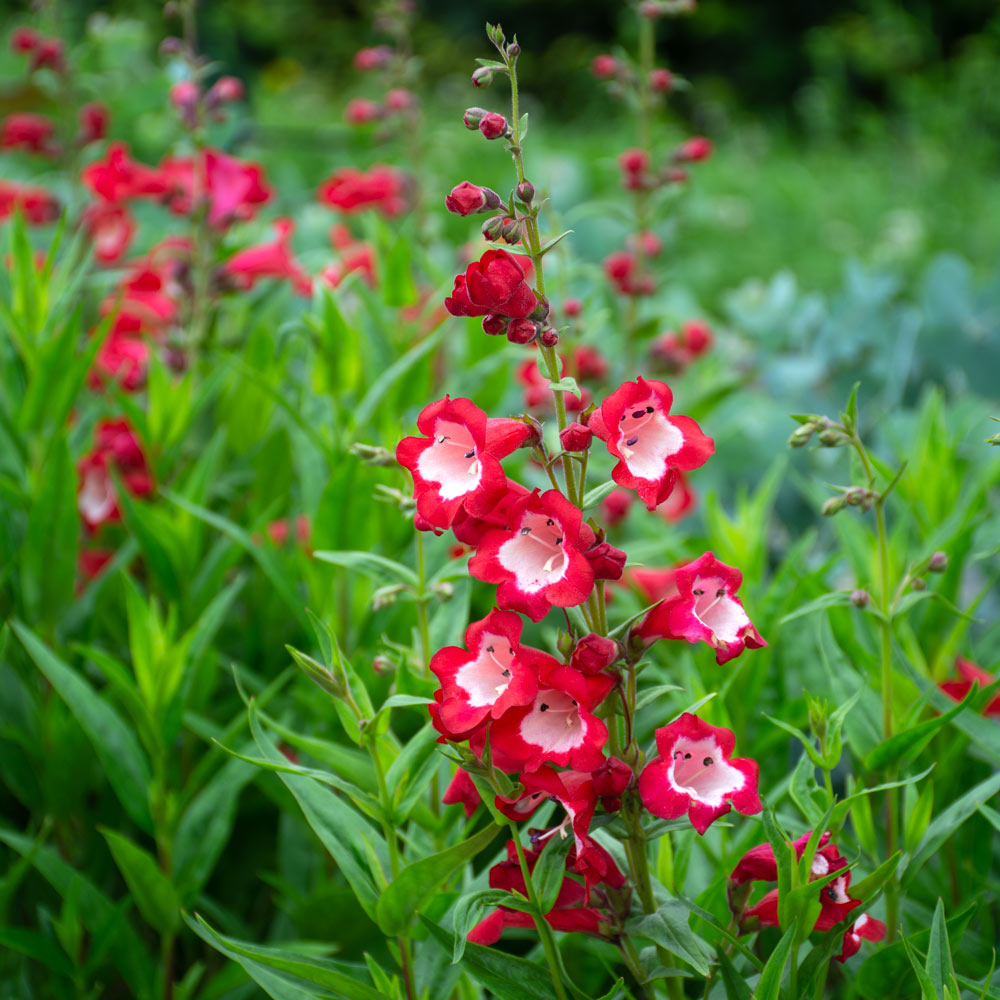 Hartweg's Beardtongue flower seeds for colorful garden displays.