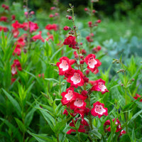 Hartweg's Beardtongue flower seeds for colorful garden displays.
