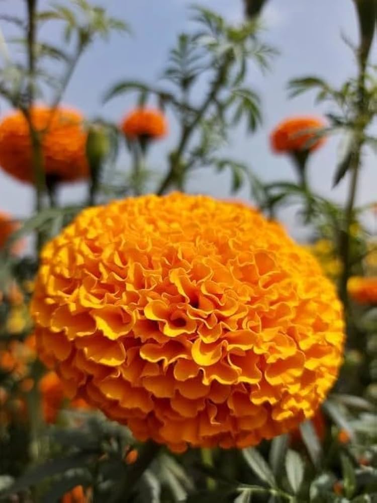 Hawaii African Marigold Flowers Growing in Garden
