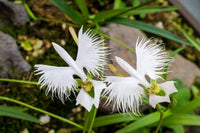 Japanese Radiata Flower seeds for Planting - Easy to Grow, Heirloom & GMO Free Seeds for Home Garden