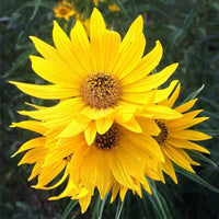Yellow Maximilian Flower seeds for Planting - Hardy Variety, Heirloom & GMO Free Seeds for Home Garden