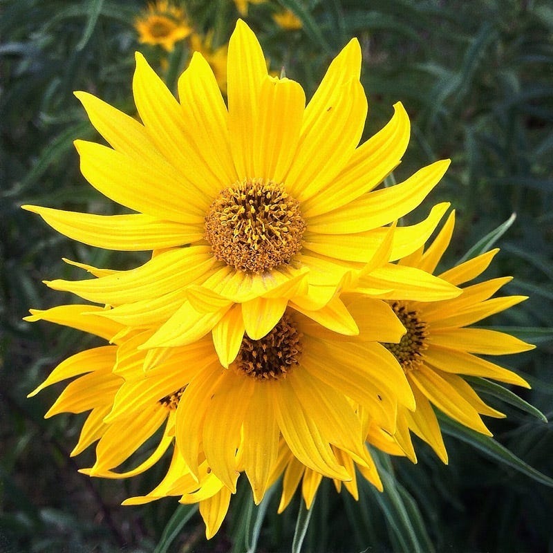 Helianthus Maximiliani Perennial Sunflower Seeds