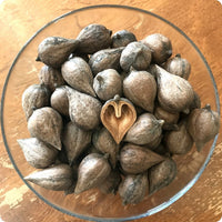 Heartnut tree seeds Juglans ailantifolia cordiformis hardy edible nut tree