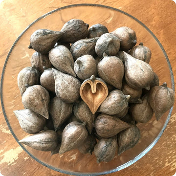 Heartnut tree seeds Juglans ailantifolia cordiformis hardy edible nut tree