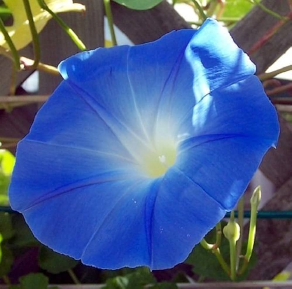 Heavenly Blue Morning Glory flowers climbing on a garden trellis with vibrant blue blooms.