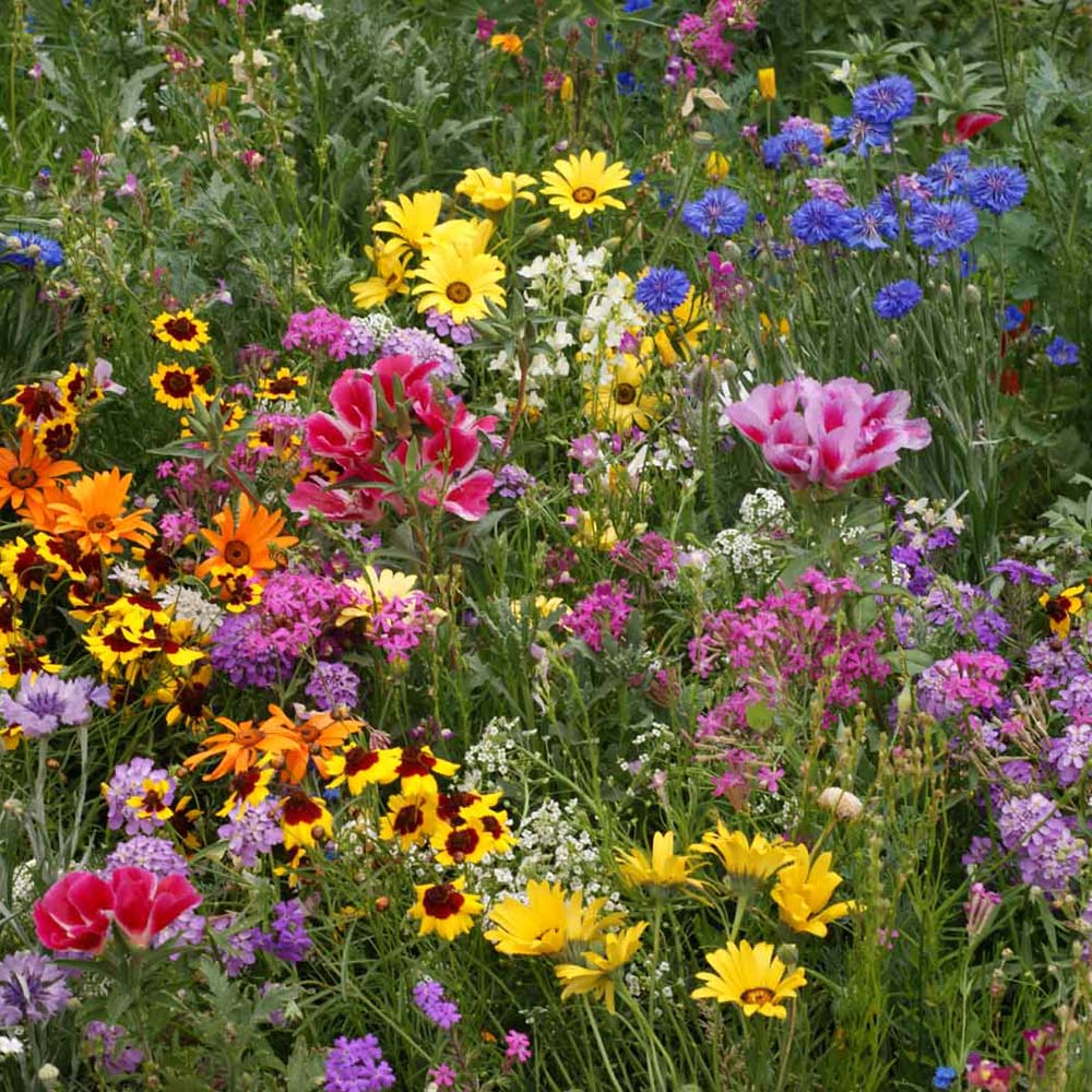 Diverse hedgerow flower mix adding natural beauty to an outdoor garden