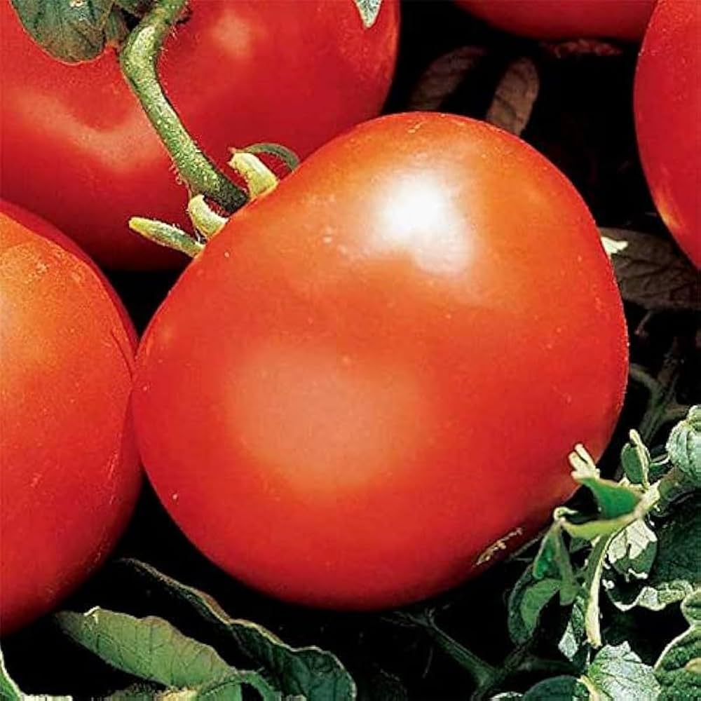 Heidi heirloom tomatoes growing on plant