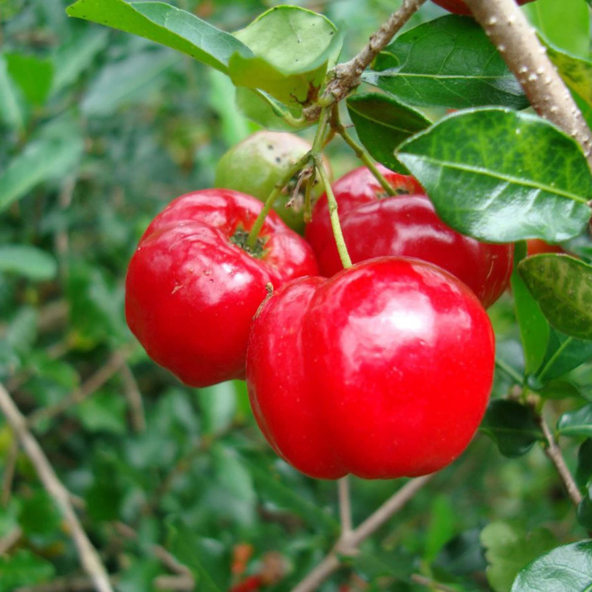 Heirloom Acerola tree with glossy green foliage and bright red fruit.