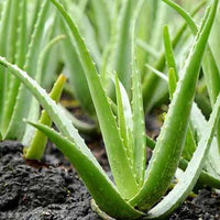 Heirloom Aloe Vera succulent with thick green leaves growing in a decorative pot.