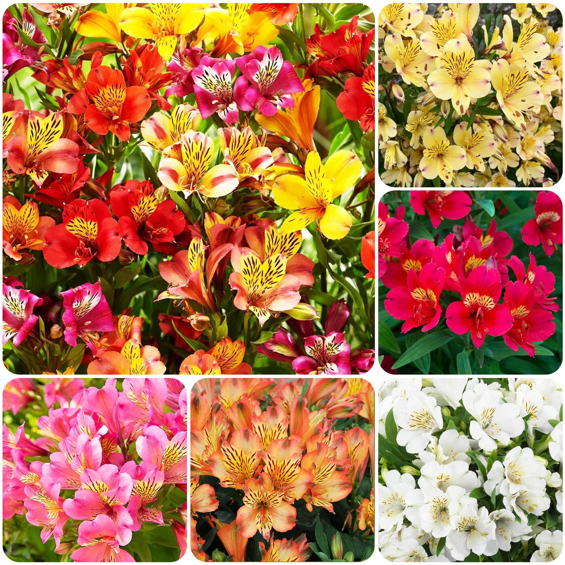 Heirloom Alstroemeria mixed flower seeds producing vibrant ornamental flowers for landscape planting.