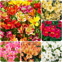 Heirloom Alstroemeria mixed flower seeds producing vibrant ornamental flowers for landscape planting.