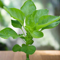 Heirloom Amaranth Green Leaf vegetable plants growing with lush green foliage.
