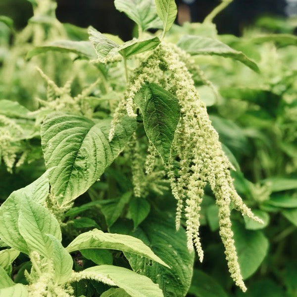 Heirloom Amaranthus Palmeri seeds for containers and raised beds
