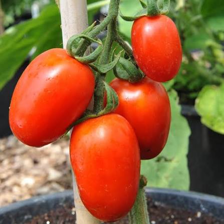Healthy Amish Paste Tomato plants growing in a vegetable garden