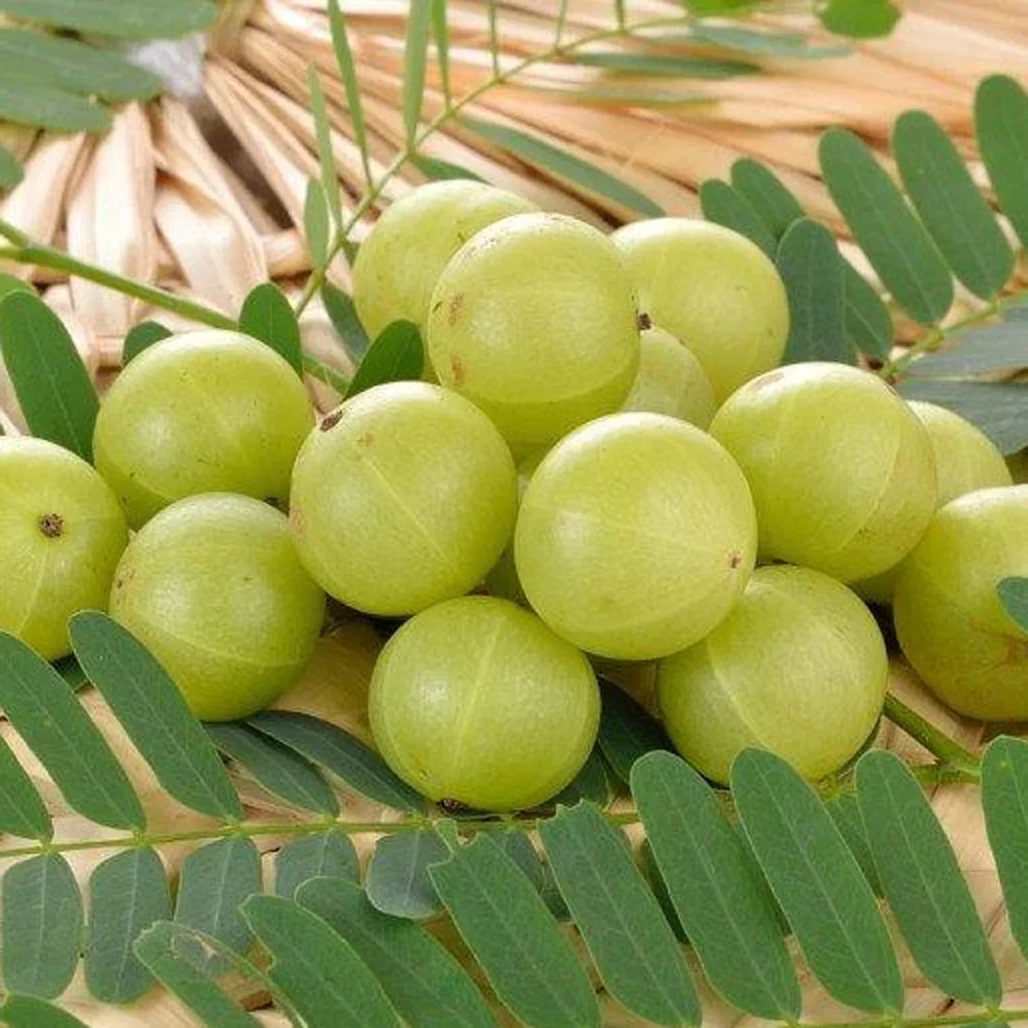 Heirloom Amla tree with lush green foliage and round green fruit.