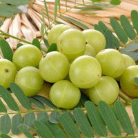Heirloom Amla tree with lush green foliage and round green fruit.