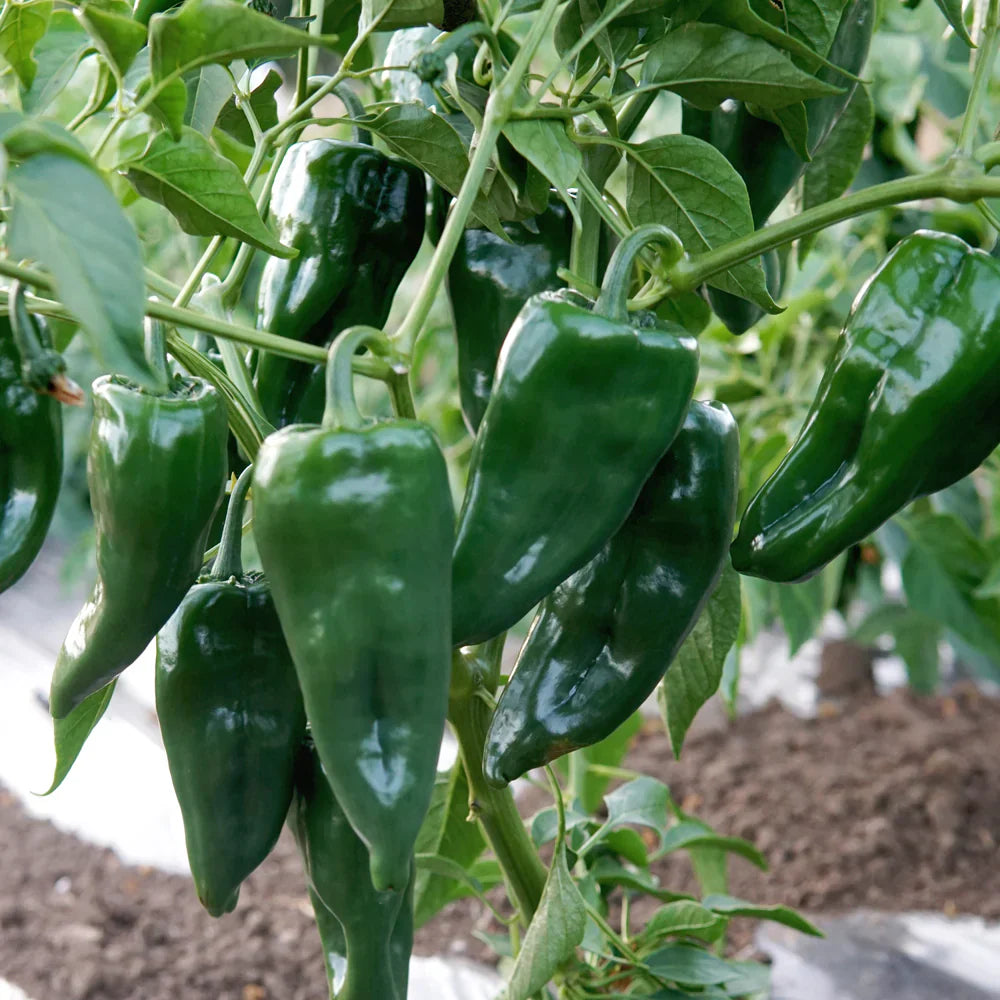 Heirloom Ancho Poblano pepper seeds for planting