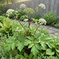 Heirloom Ashitaba herb plants with lush green foliage growing outdoors.