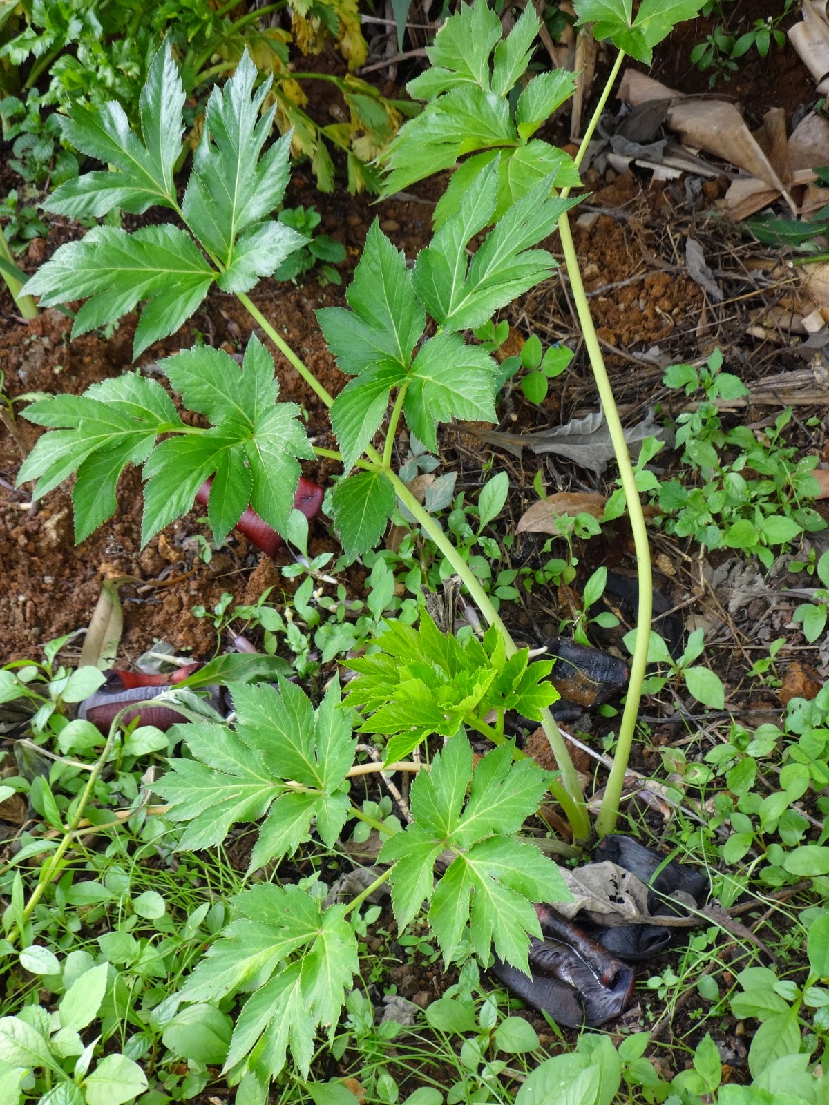 Heirloom Ashitaba plant with vibrant green foliage growing outdoors
